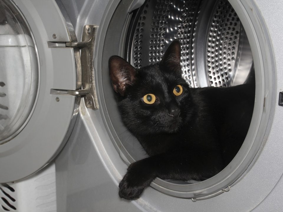 Gevaarlijk voor katten is een wasmachine