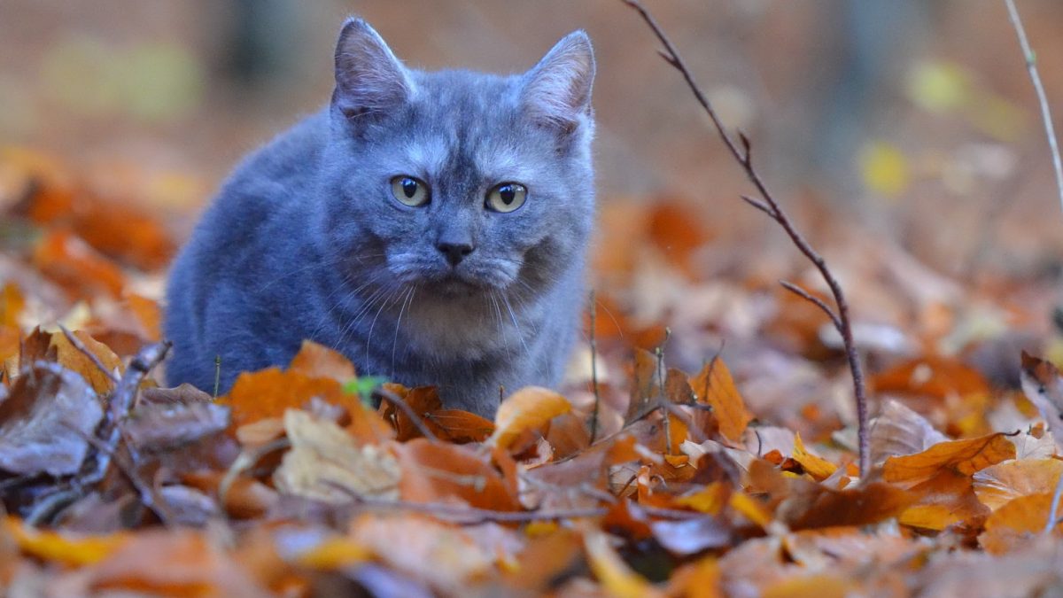 beweging voor oudere katten