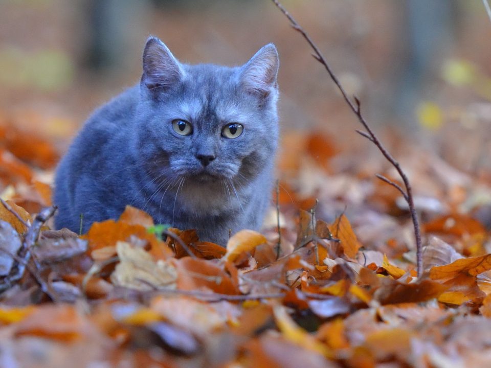 beweging voor oudere katten