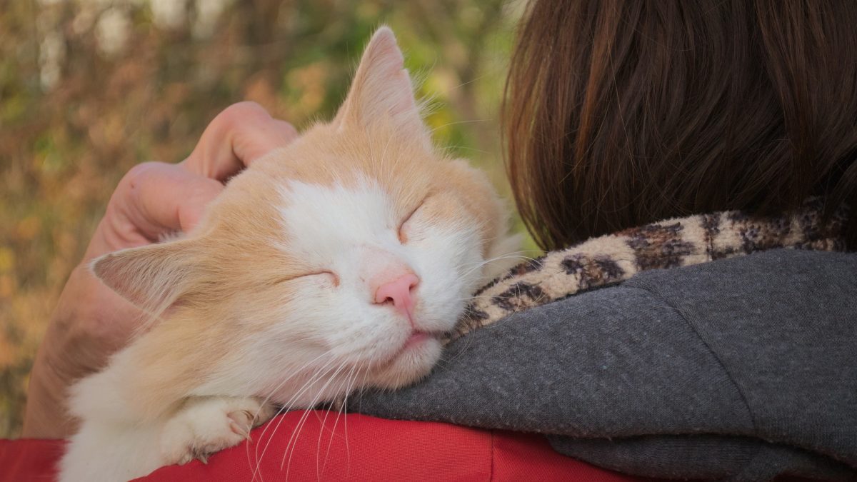 een nieuwe kat in huis