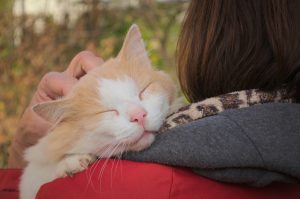 een nieuwe kat in huis