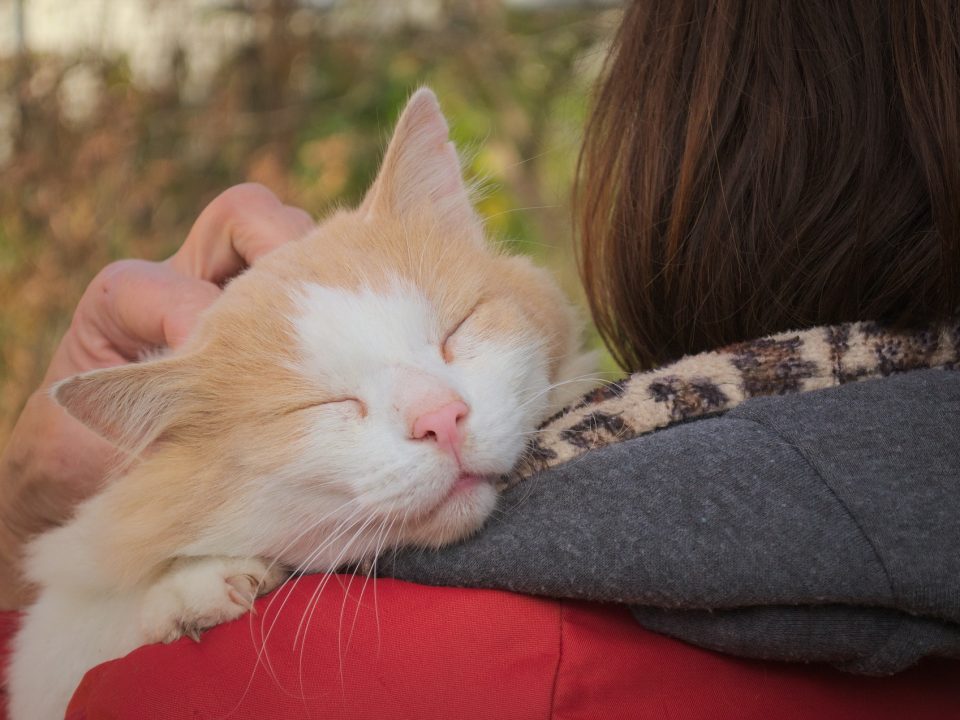 een nieuwe kat in huis