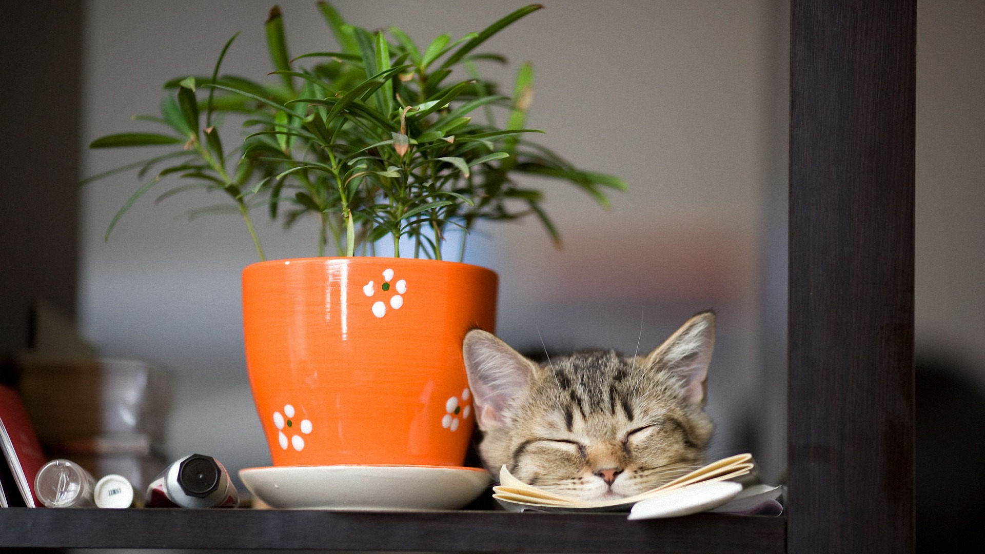 giftige bloemen en planten voor katten