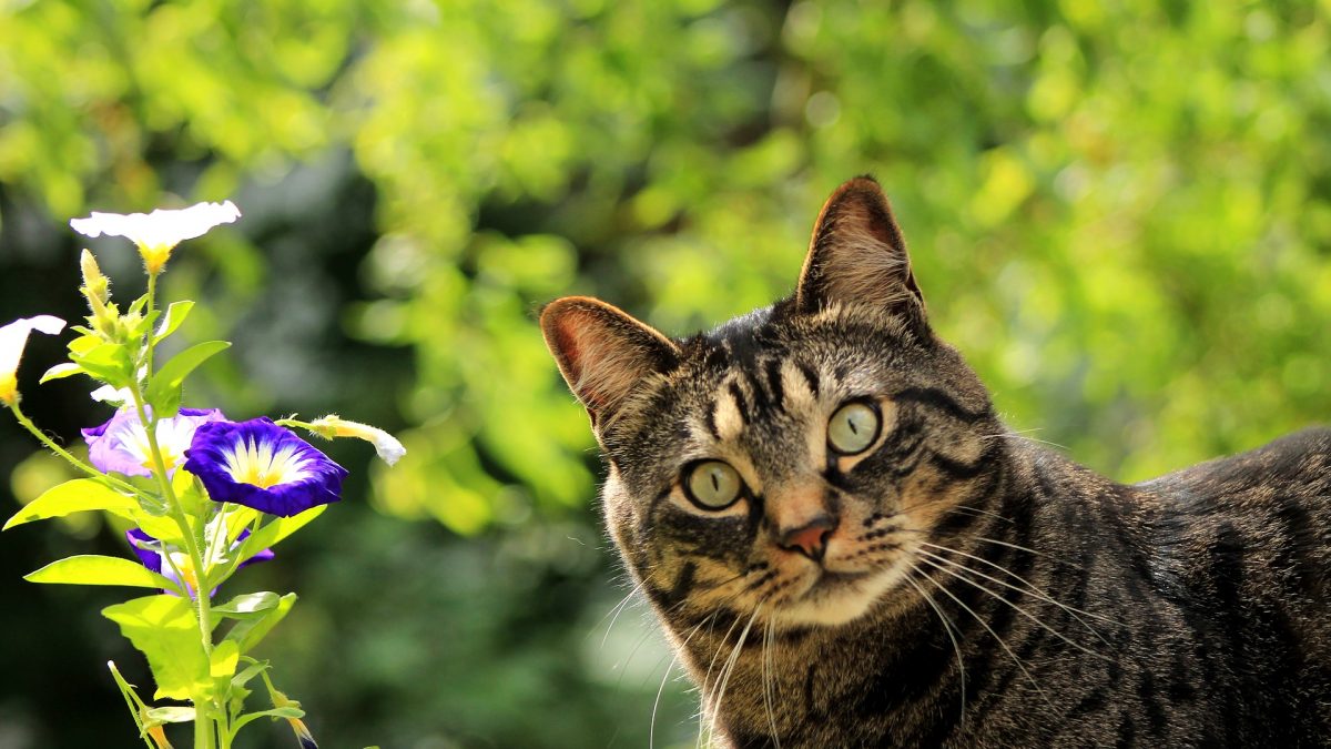 giftige bloemen en planten voor katten