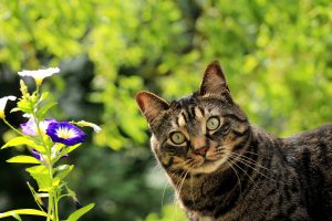 giftige bloemen en planten voor katten