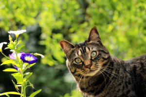 giftige bloemen en planten voor katten