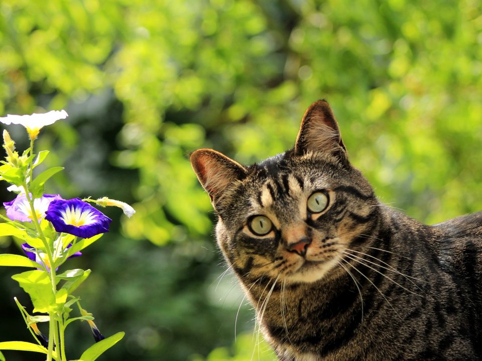 giftige bloemen en planten voor katten