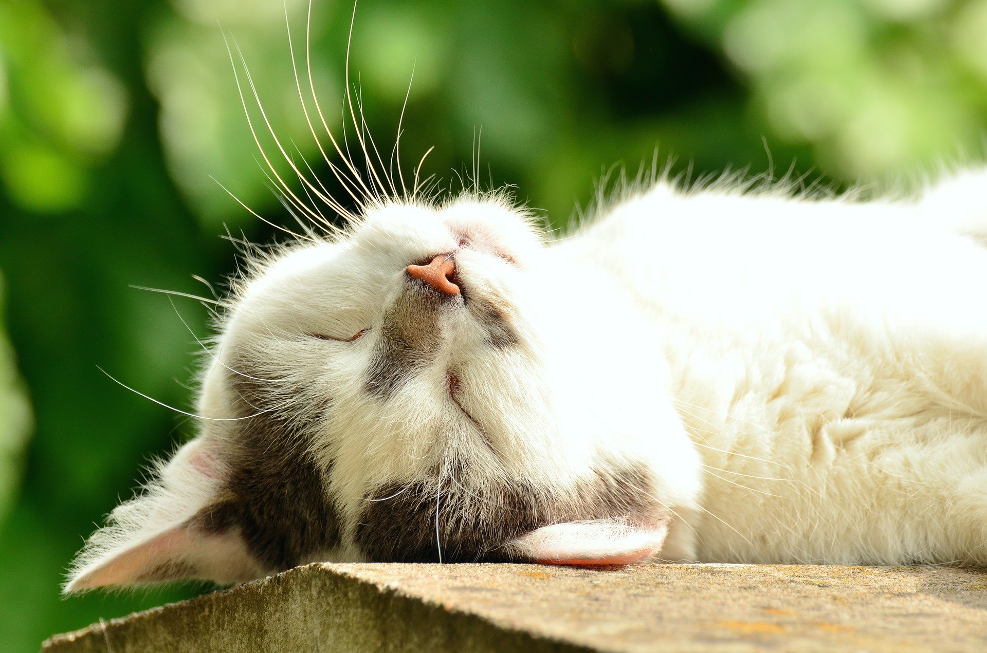 15 feiten over katten waardoor je er meer van zal houden