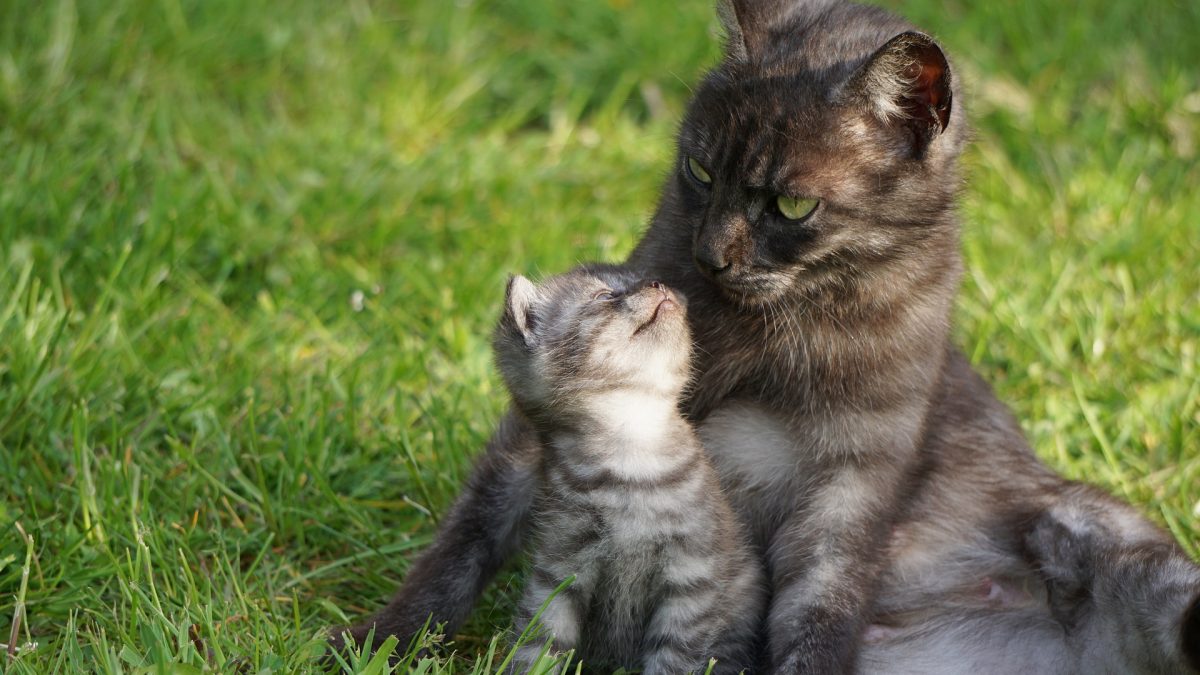 houten redden Grondwet 15 feiten over katten waardoor je er meer van zal houden - De Nieuwe kat