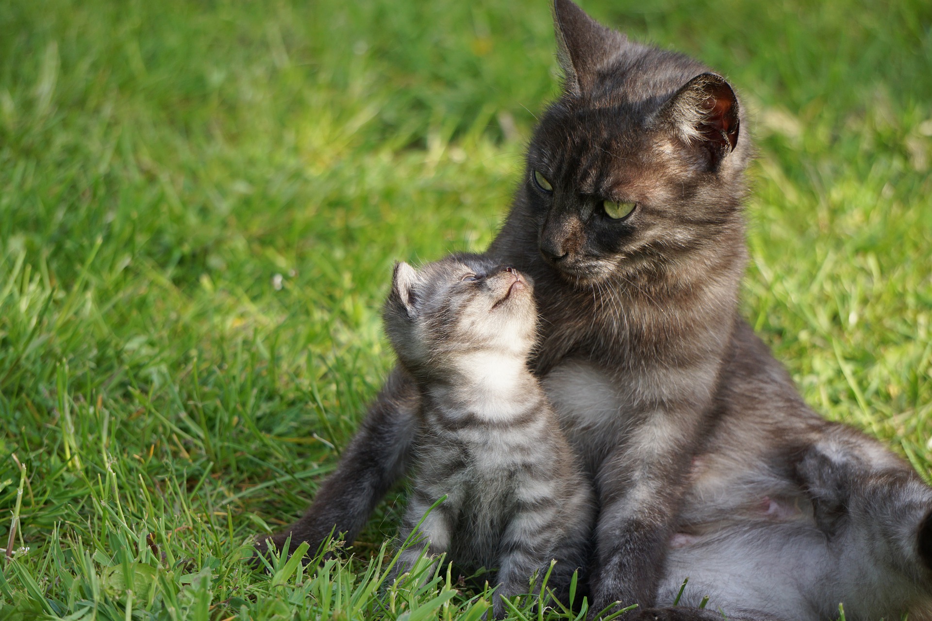 monteren Munching Geniet 15 feiten over katten waardoor je er meer van zal houden - De Nieuwe kat