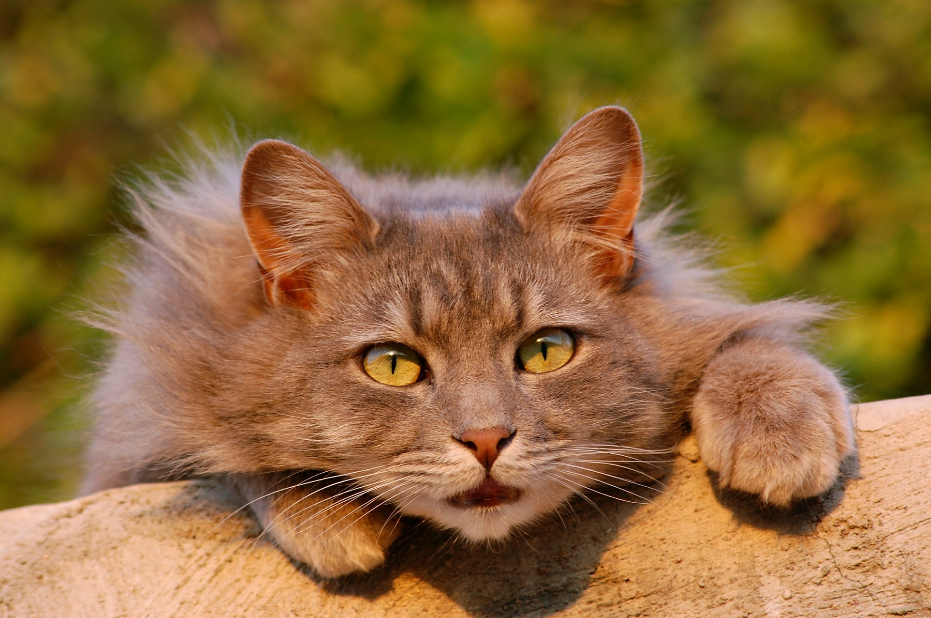 houten redden Grondwet 15 feiten over katten waardoor je er meer van zal houden - De Nieuwe kat