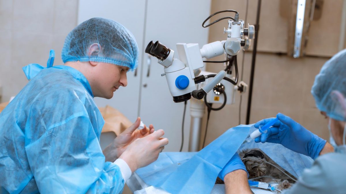Alles over de castratie of sterilisatie van katten