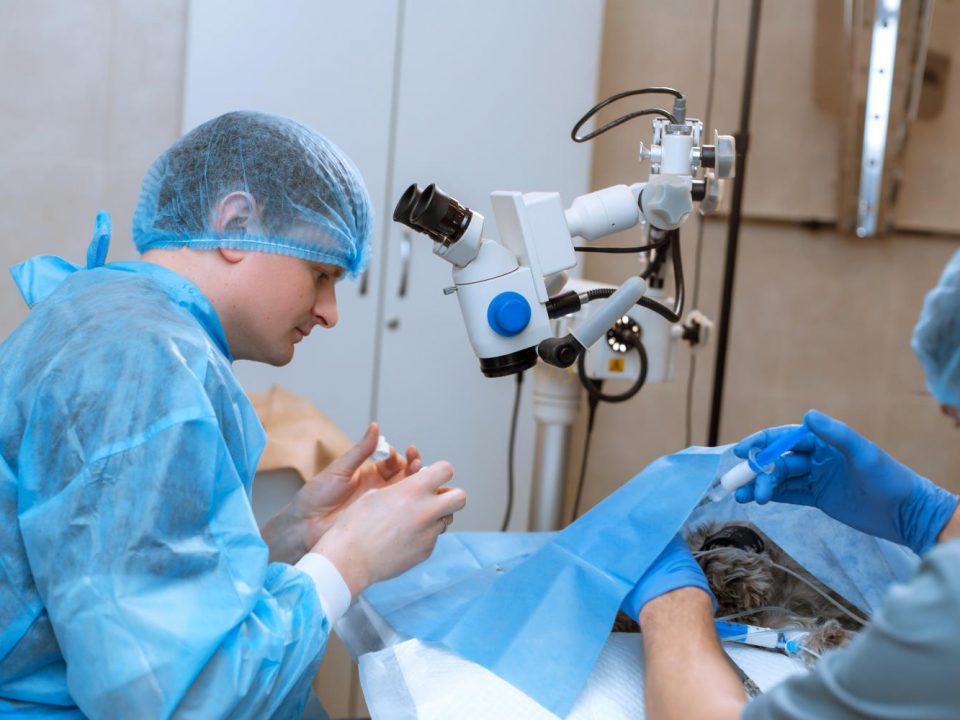 Alles over de castratie of sterilisatie van katten