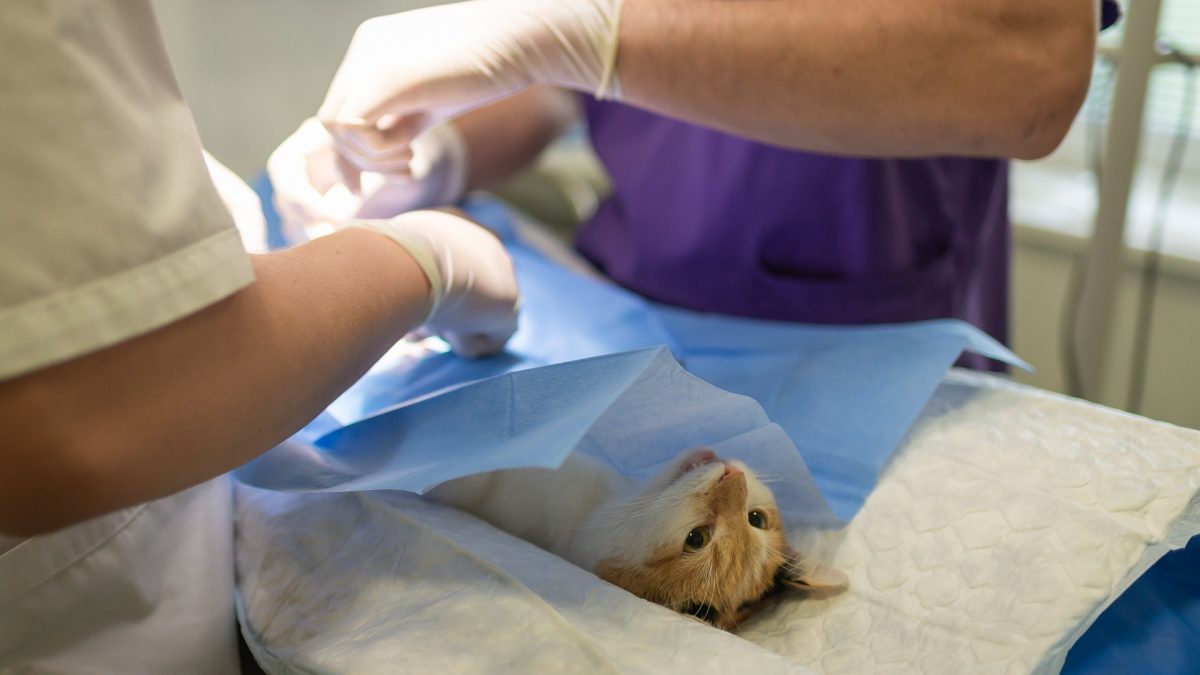 Castratie of sterilisatie Kat