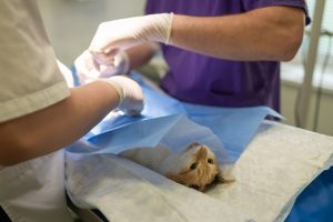 Castratie of sterilisatie Kat