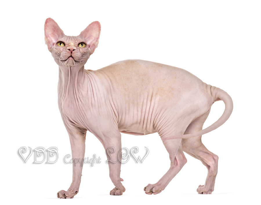 Sphynx