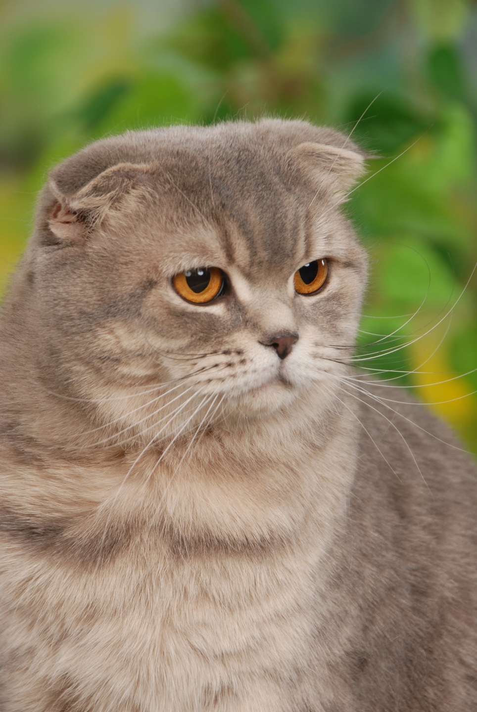 Schotse vouwoorkat zijn bekende kattenrassen