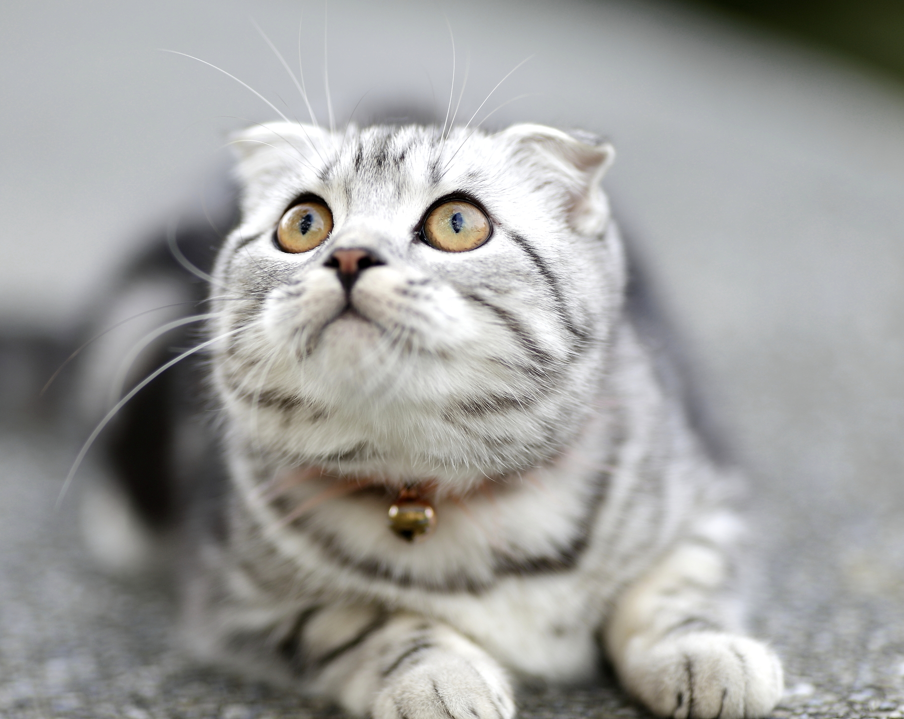 Scottish Fold kat