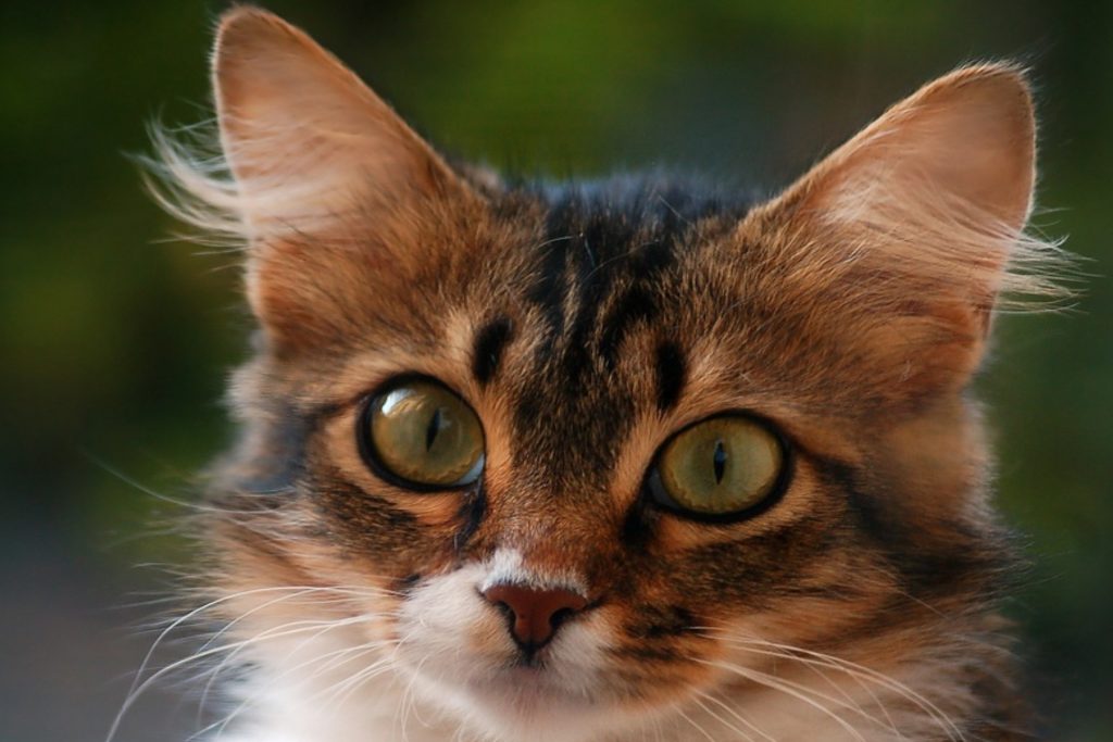 Verhogen opslaan Onbepaald Somali kat - Alles over kattenrassen - De Nieuwe kat