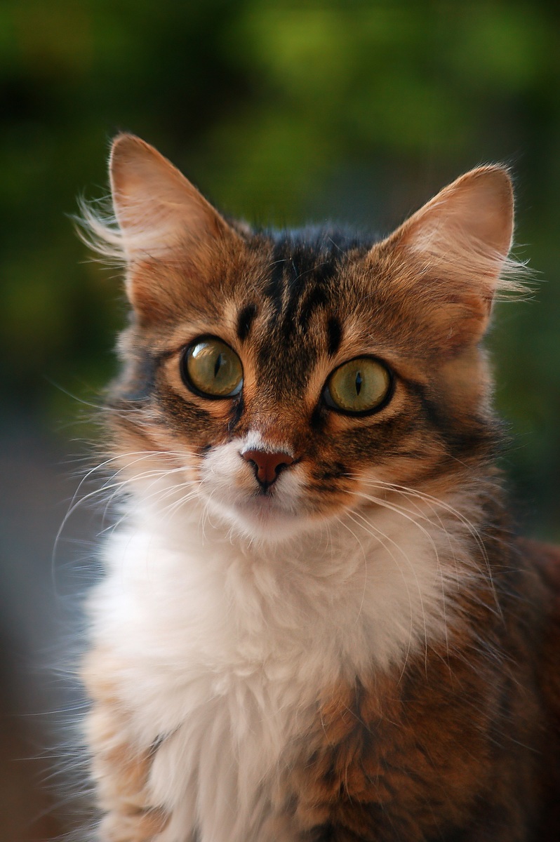 Somali kittens