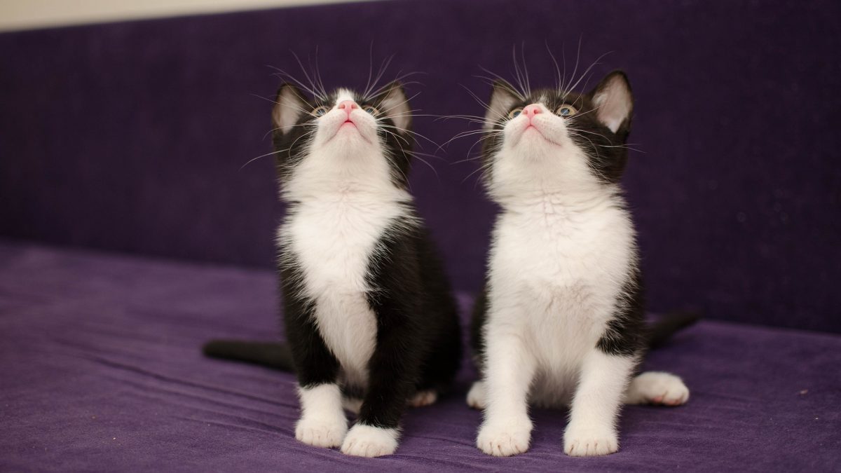 27 Bijzondere eigenschappen van katten