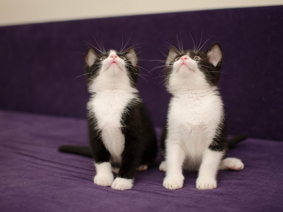 27 Bijzondere eigenschappen van katten