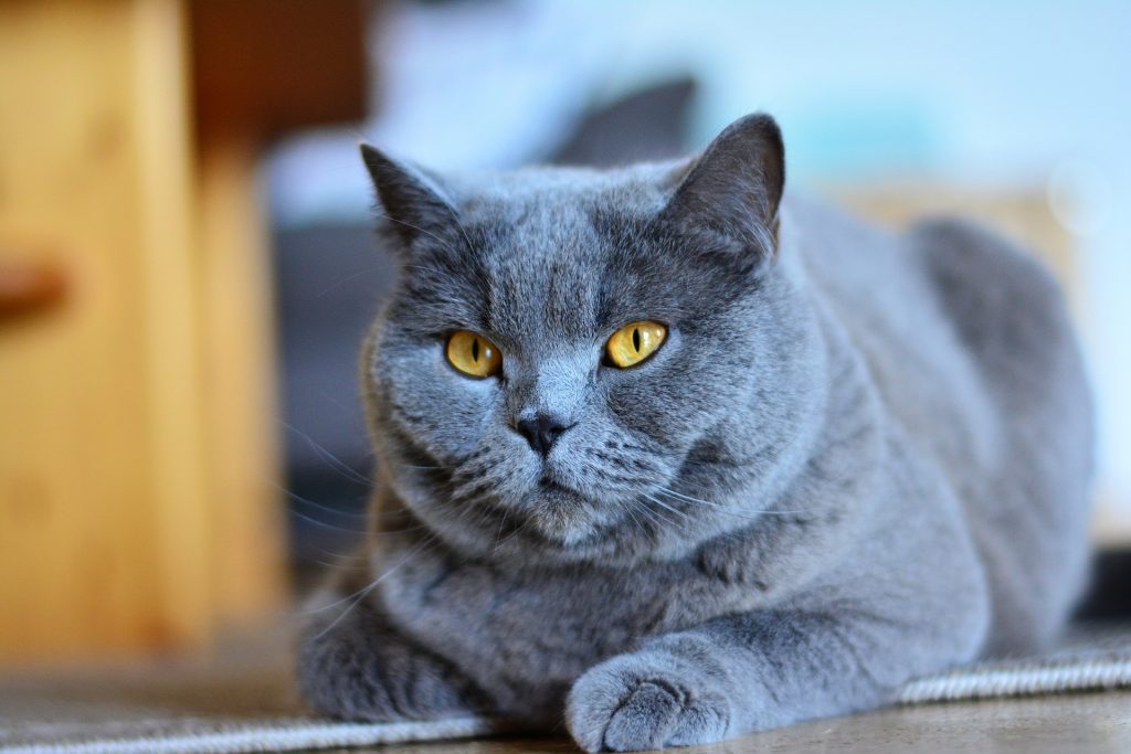 De 10 bekende kattenrassen - De Nieuwe