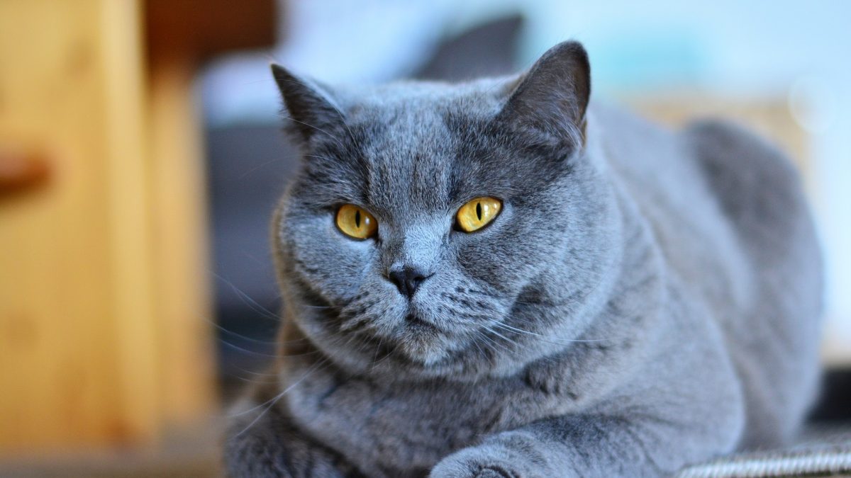 Chartreux