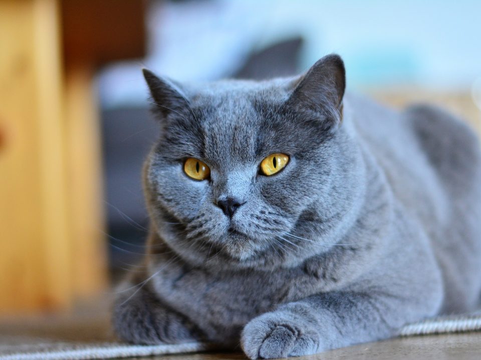 met foto en informatie - De Nieuwe kat