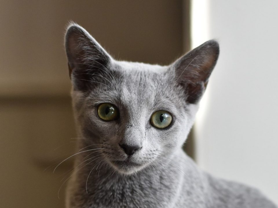 Kattenrassen met foto en - De Nieuwe kat