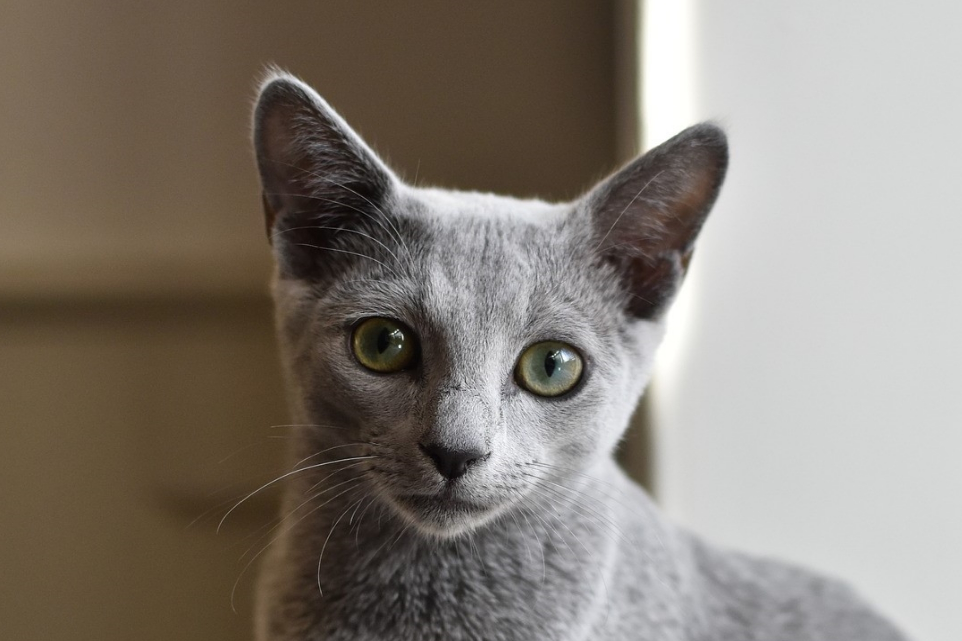 Imitatie steen Herziening Blauwe Rus - Alles over kattenrassen - De Nieuwe kat