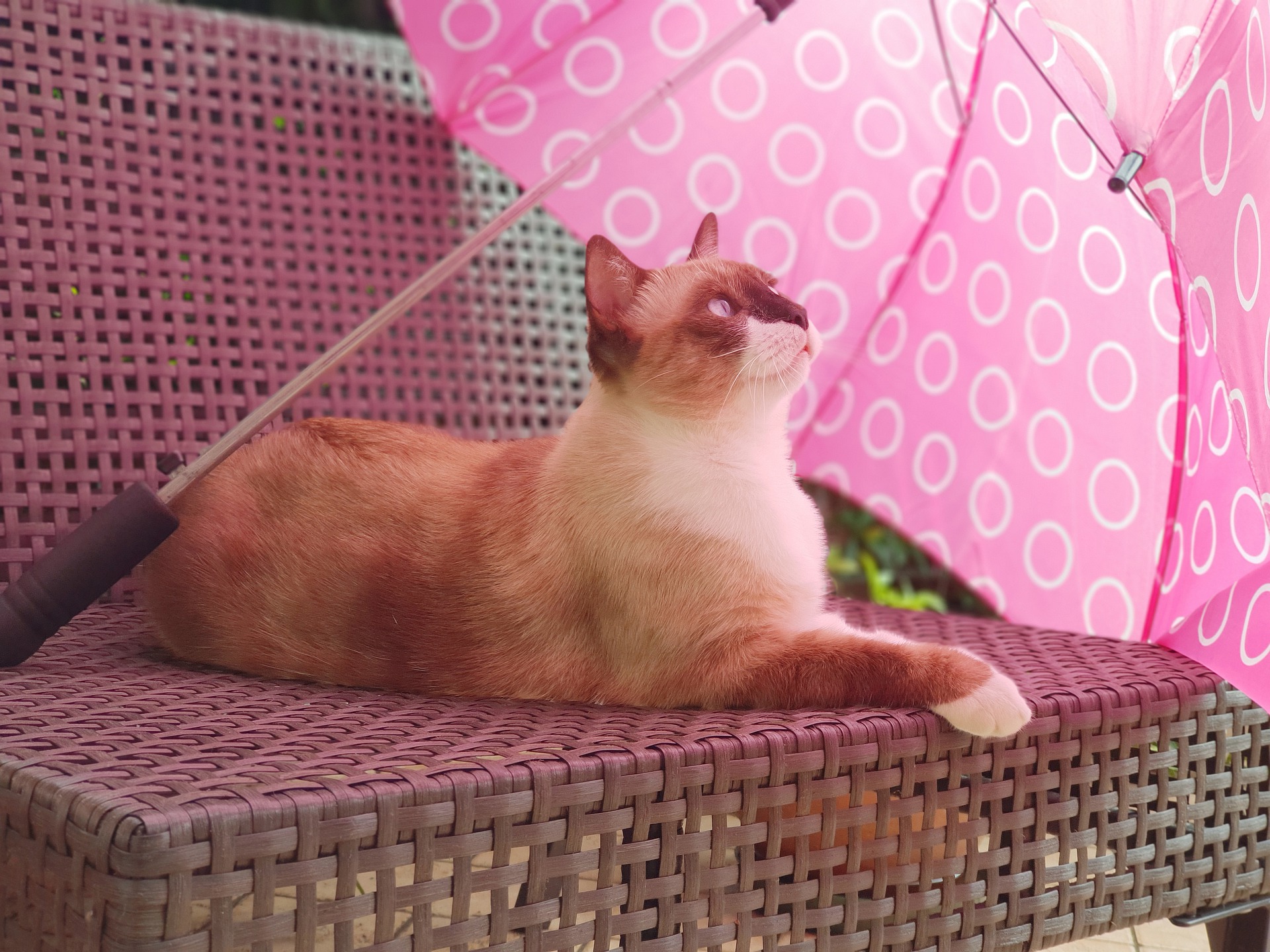 zesde zintuig bij katten