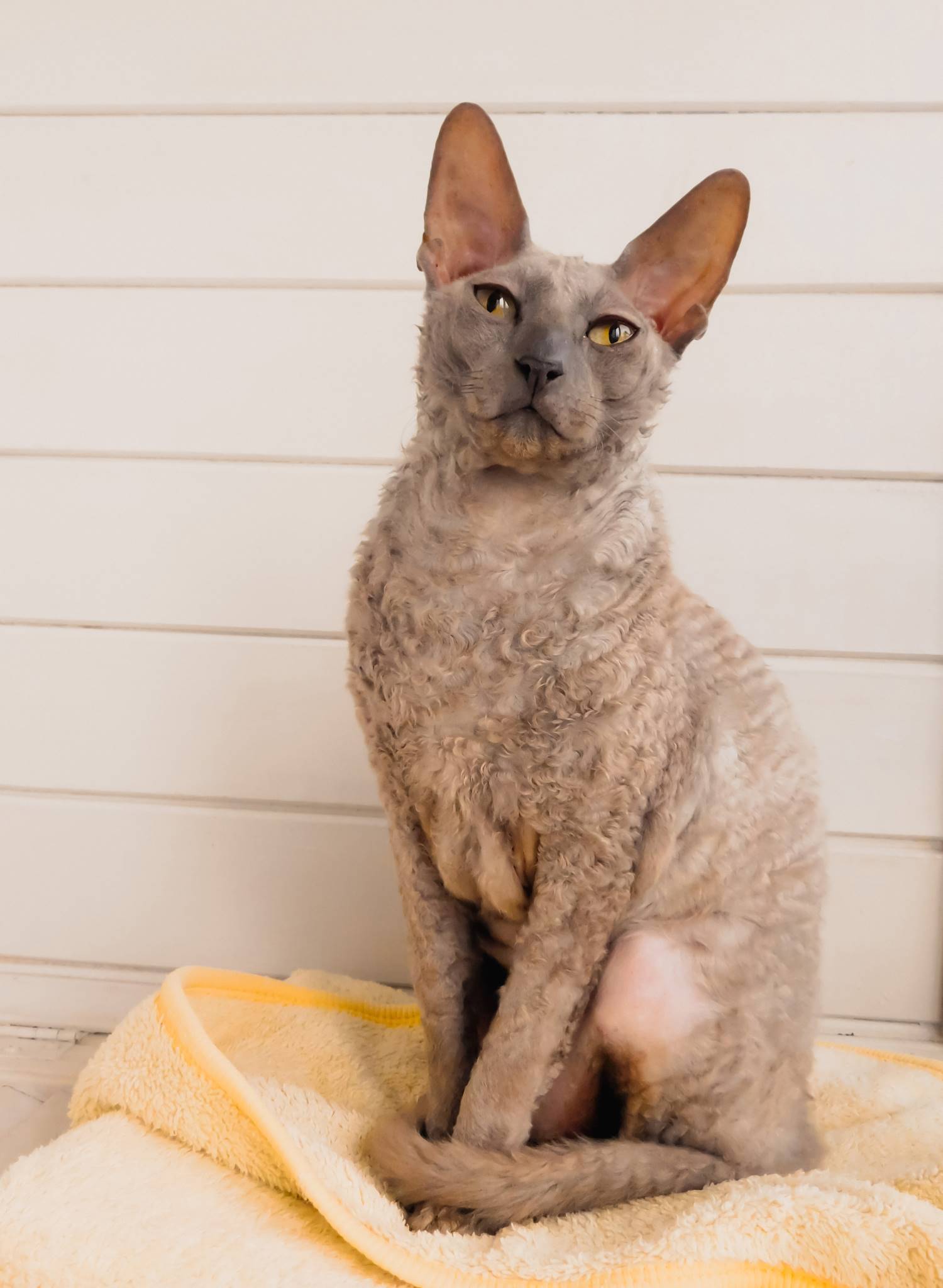 Cornish Rex Depositphotos_542033460_S