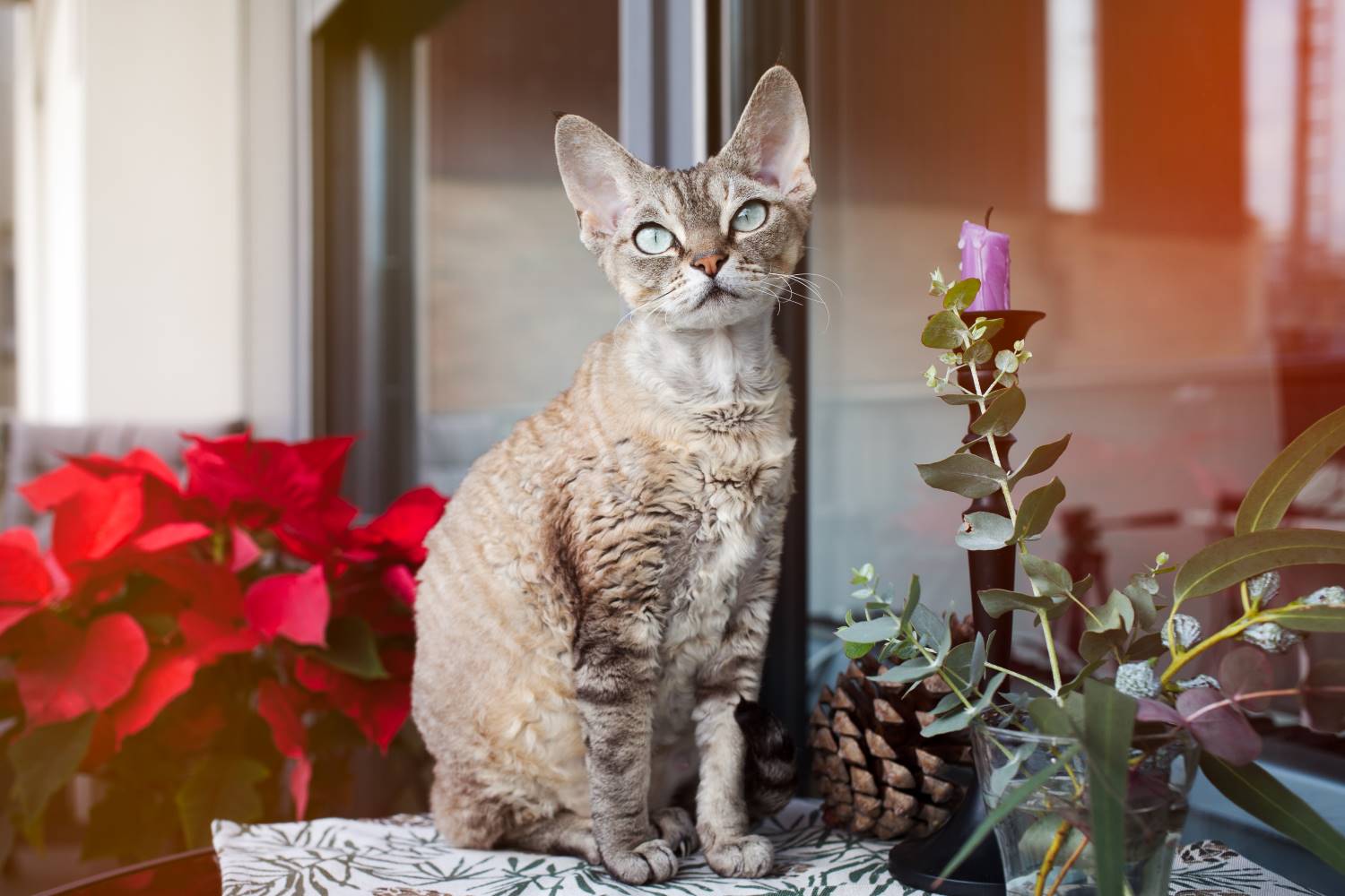 Devon rex Depositphotos_125362464_S