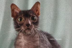 Lykoi