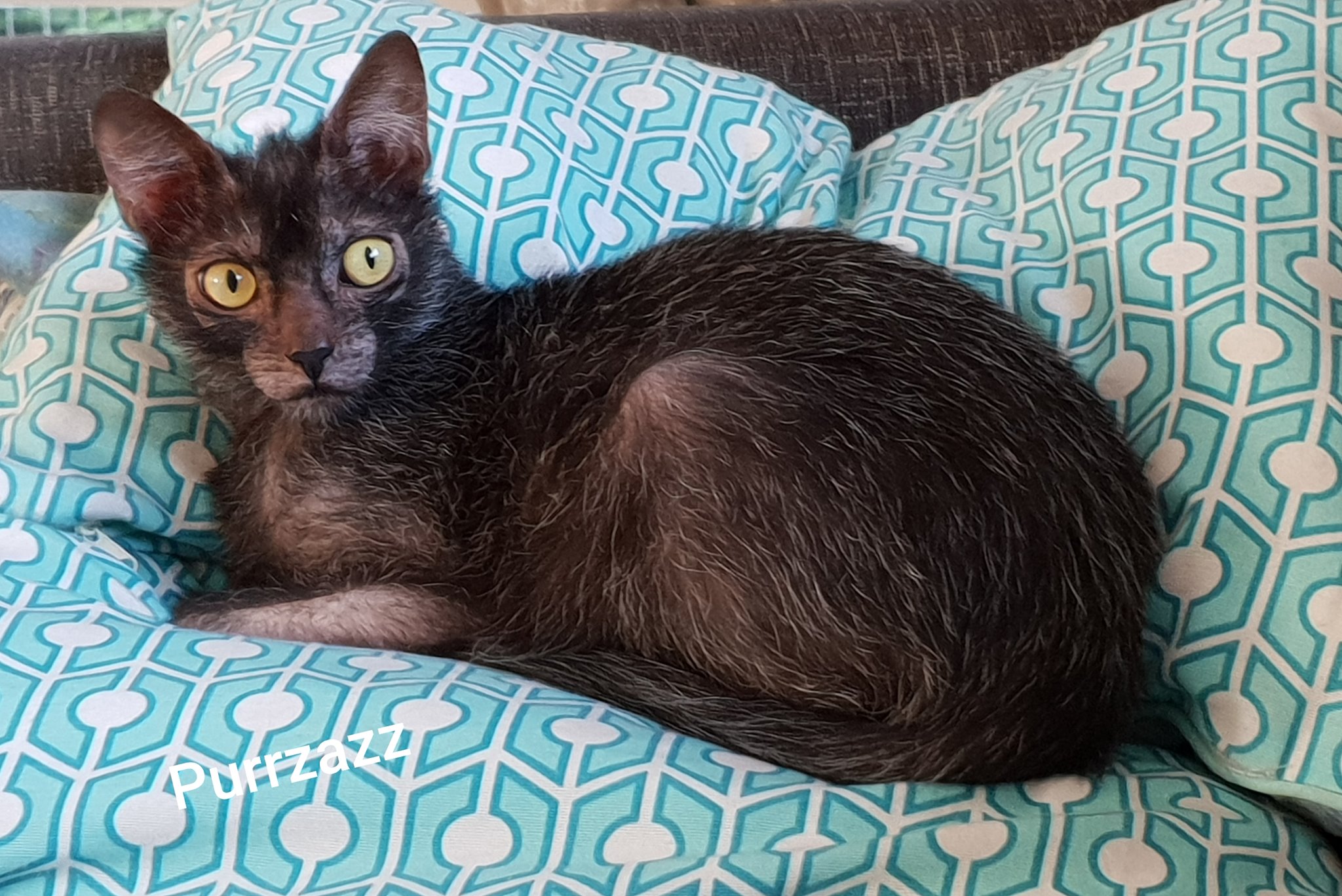 Lykoi