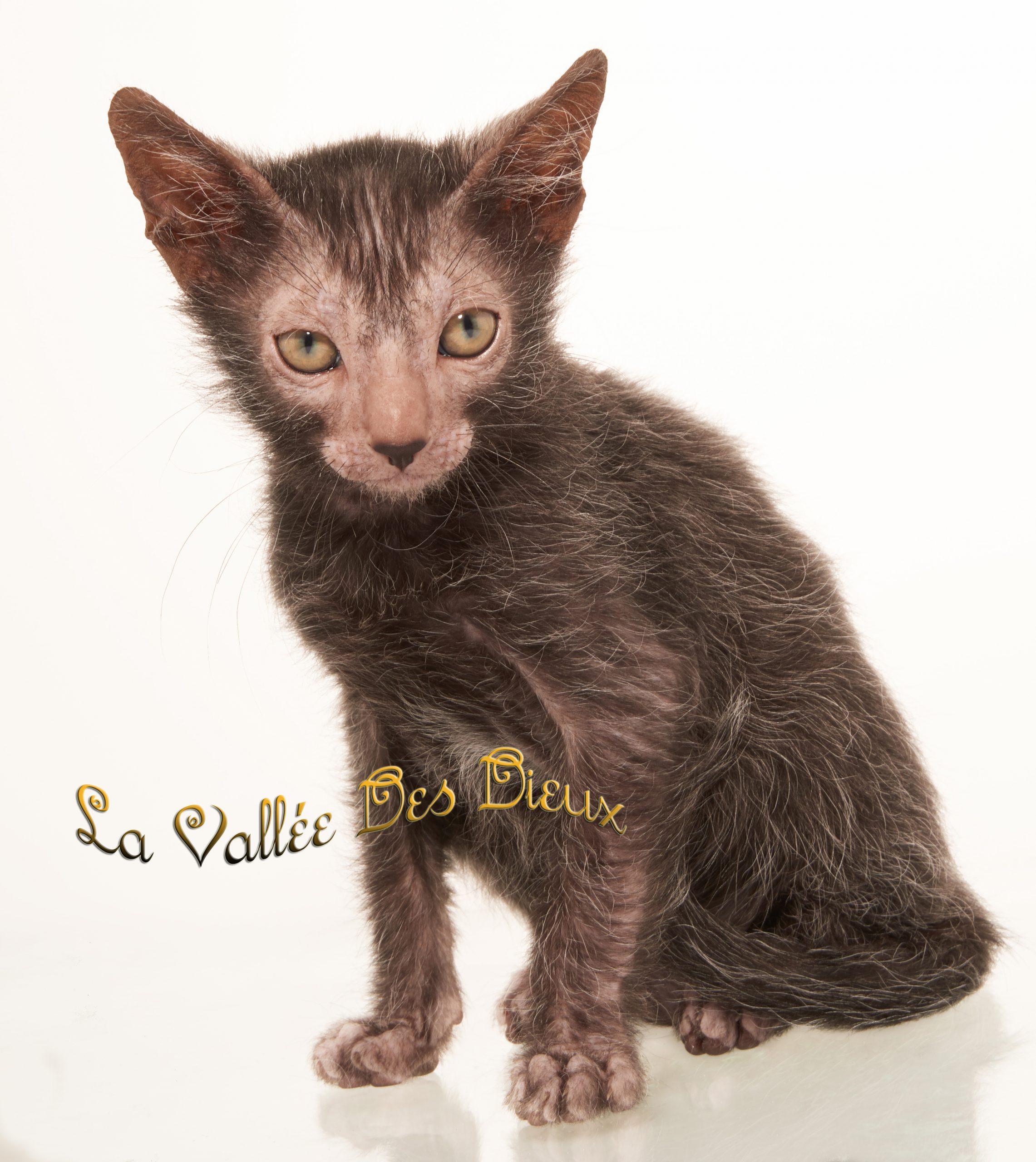 Lykoi kattenras