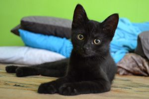 bombay kitten