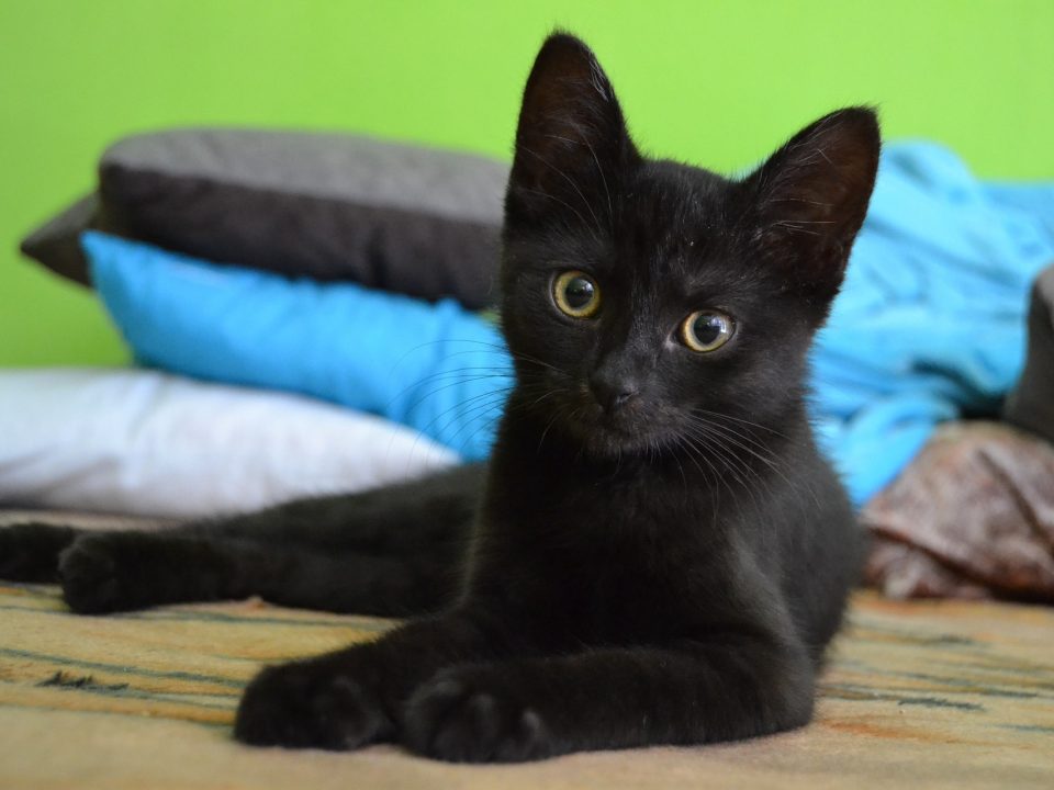 bombay kitten