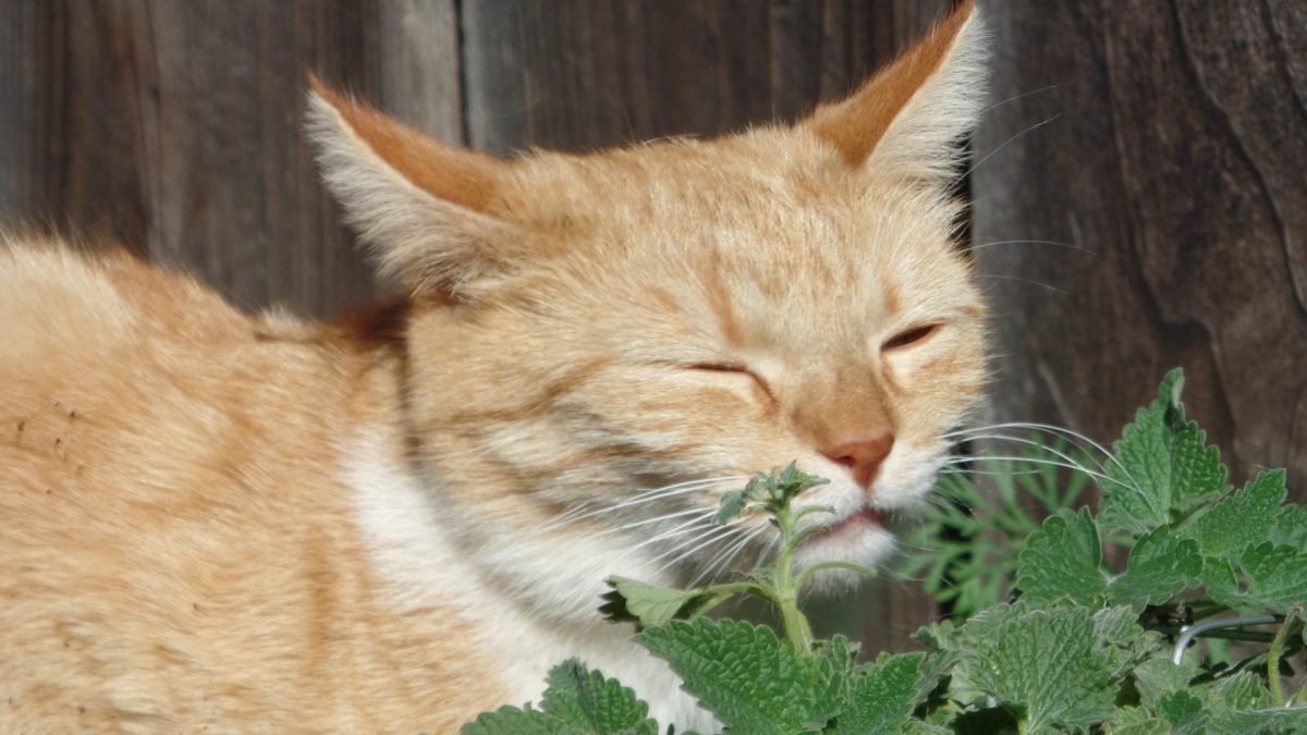 catnip of kattenkruid maken katten gelukkig