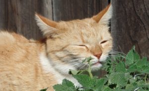 catnip of kattenkruid maken katten gelukkig