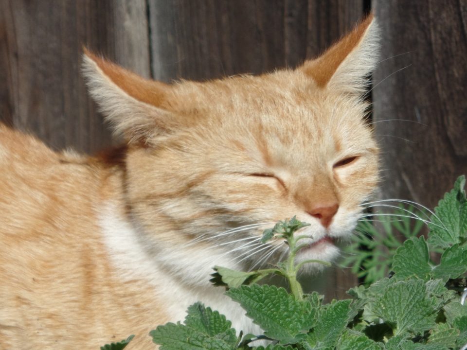 catnip of kattenkruid maken katten gelukkig