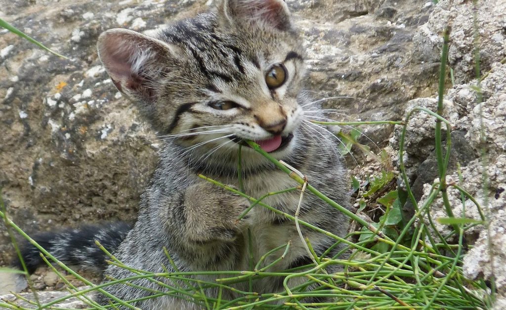 catnip of kattenkruid zelf kweken