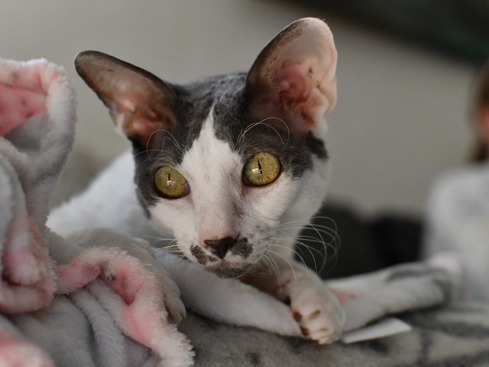 cornish rex