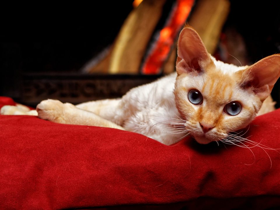 devon rex