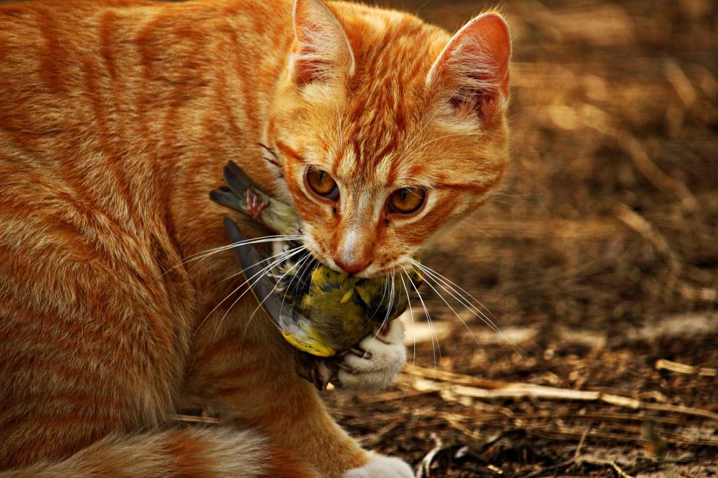 brengt een kat vogels en muizen naar huis - De Nieuwe kat