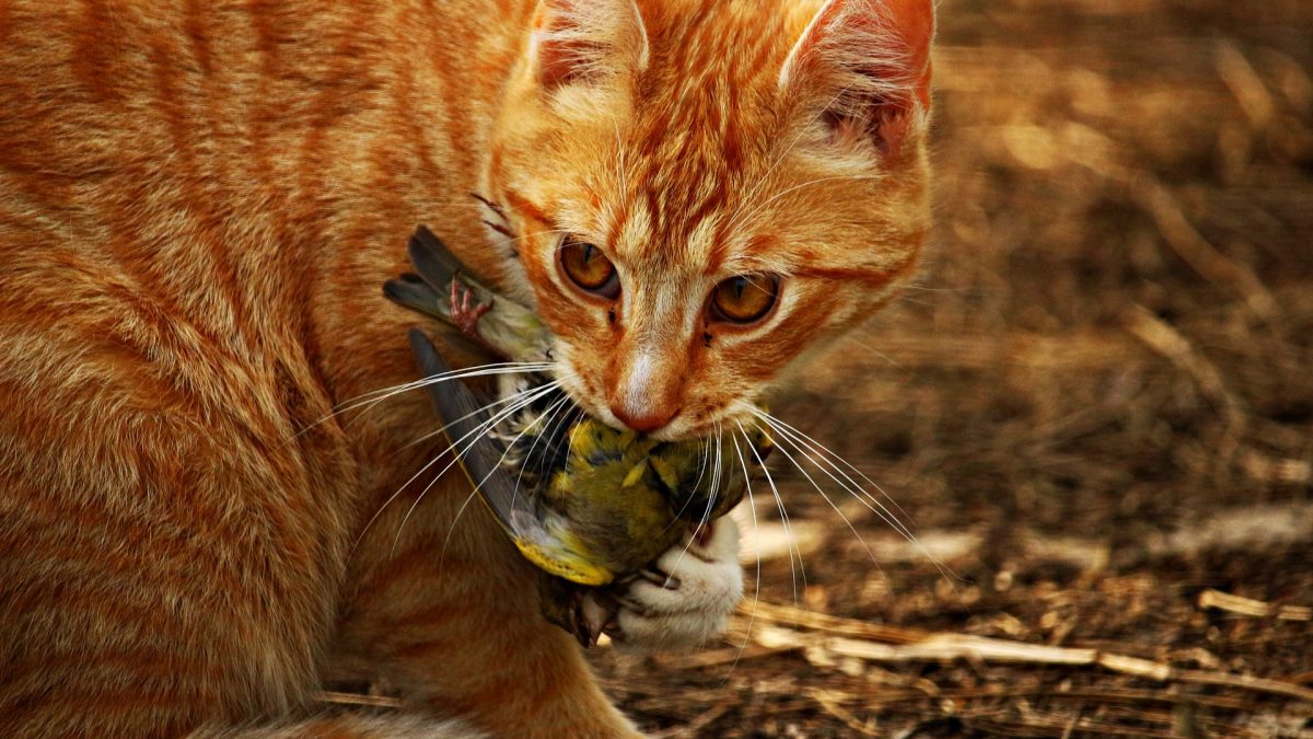 Waarom brengen katten vogels en muizen naar huis