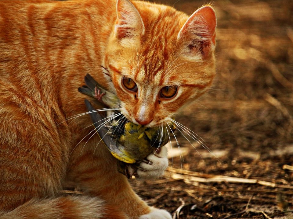 Waarom brengen katten vogels en muizen naar huis