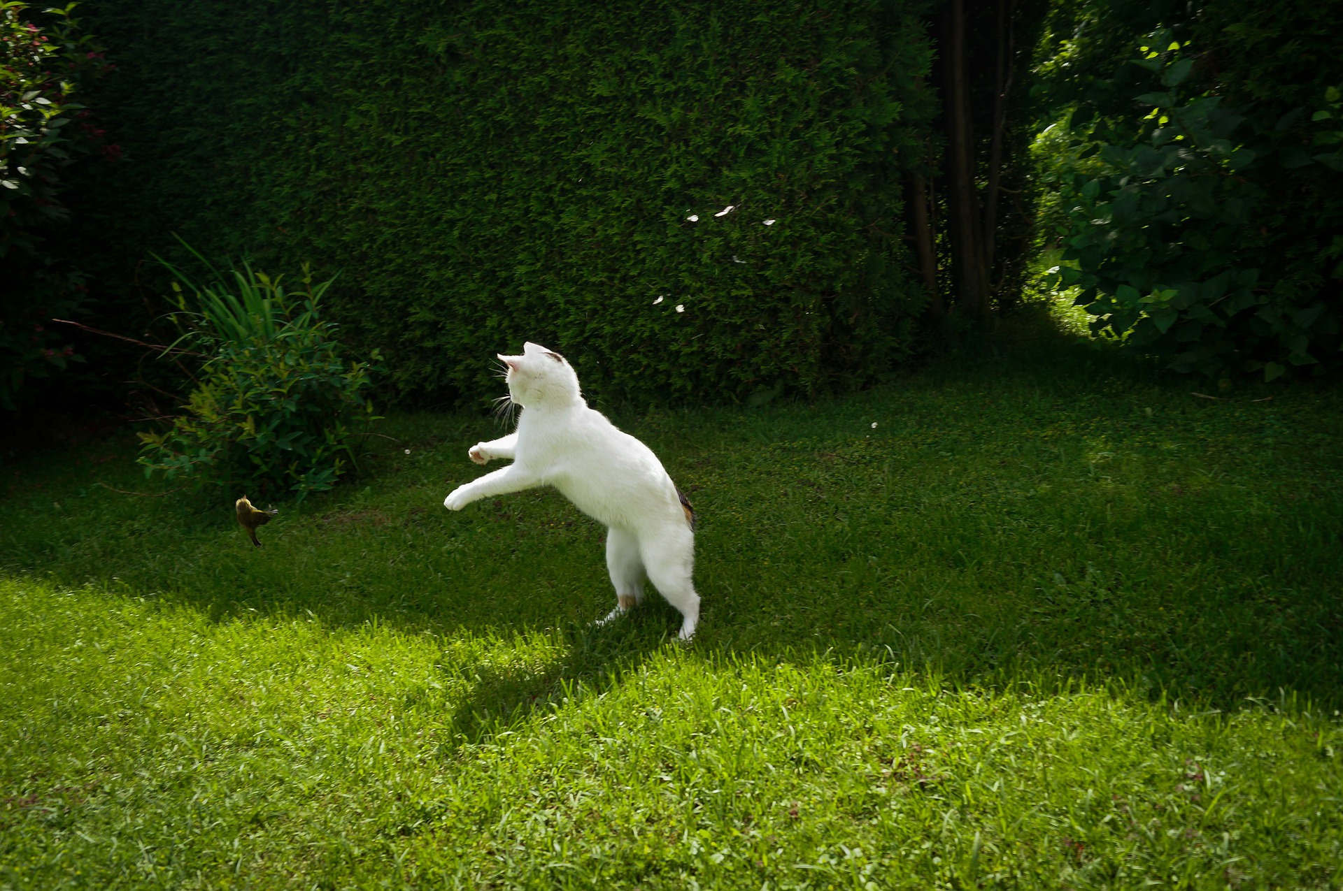 Waarom brengen katten vogels en muizen naar huis