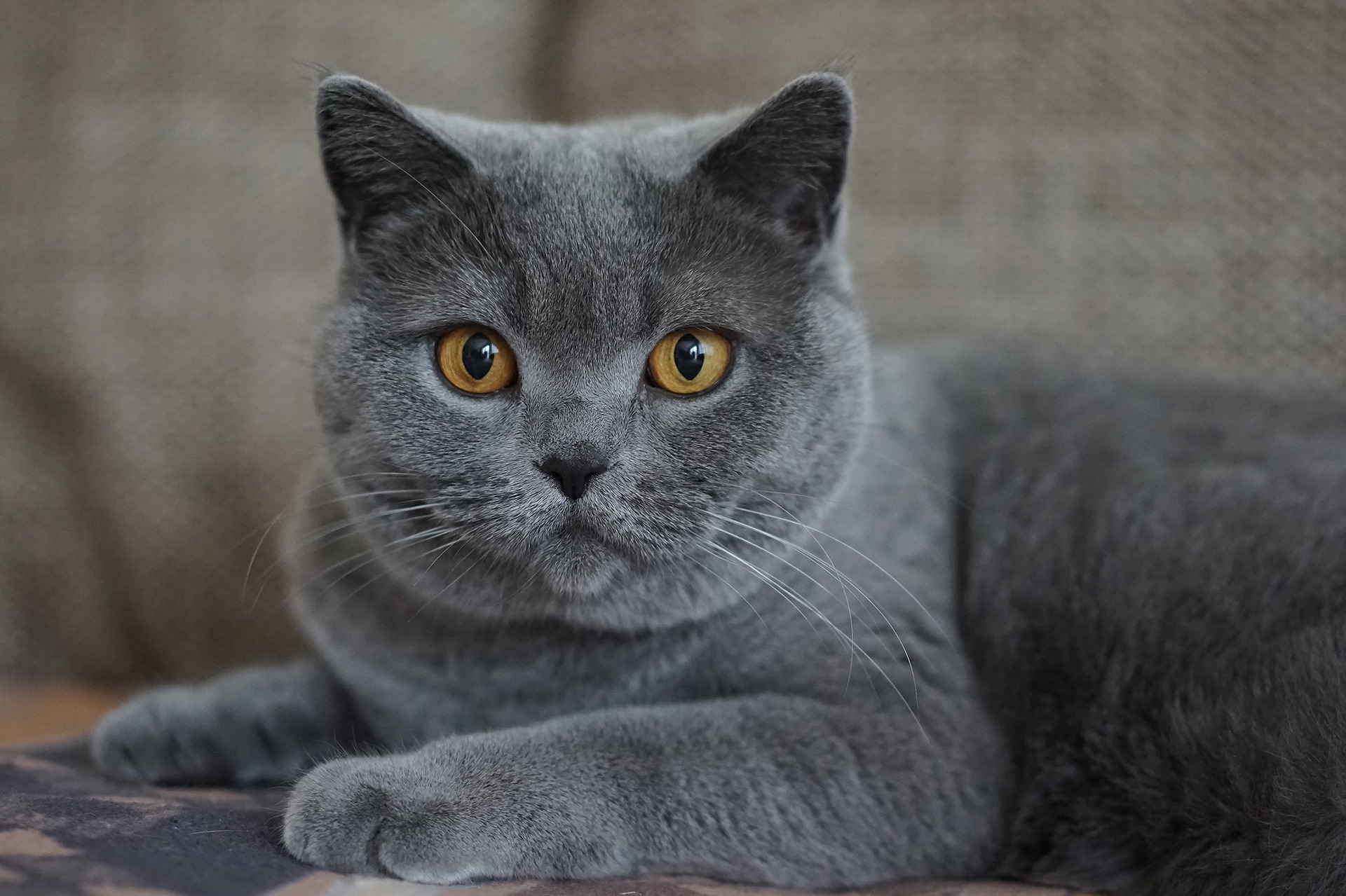 vliegtuigen Articulatie zondaar Alle Kattenrassen met foto en informatie - De Nieuwe kat